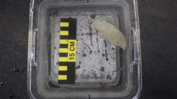 Media type: image;   Invertebrate Zoology 153115 Description: live specimen;